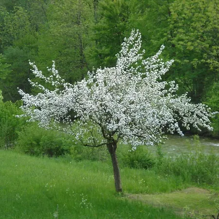 Apartman Mountain River